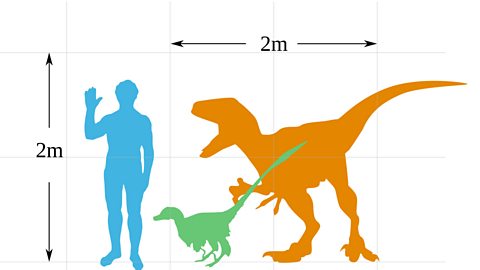A chart showing the size comparison between a human (blue), a Velociraptor (green) and a Jurassic Park Velociraptor (orange). 