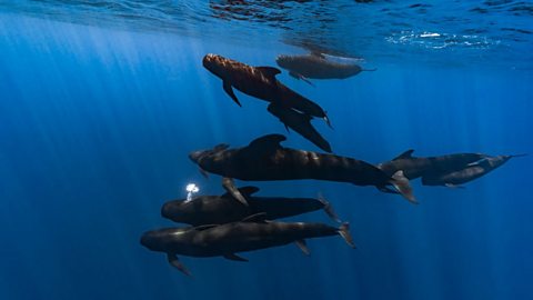 Underwater view of a pod of pilot whales swimming gracefully in the deep blue ocean. Sunlight beams filter through the water from above, illuminating the sleek, dark bodies of the whales as they move in formation near the surface. The serene marine scene highlights the beauty of ocean wildlife and the natural behavior of these social marine mammals.
