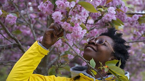 Woman wearing a bright yellow coat looks at cherry blossom in a London park