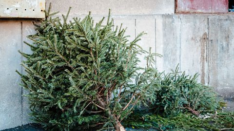 An image of real Christmas trees that have been left outside after the festive season is over
