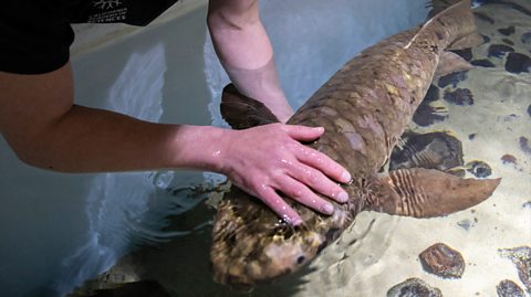 Methuselah, the oldest fish in captivity, inside Steinhart Aquarium in San Francisco, USA. The lungfish is grey and around four-foot-long. It swims in water as a member of staff wearing a black top strokes its scales. Swimming in clear water, beneath is sand and scattered rocks