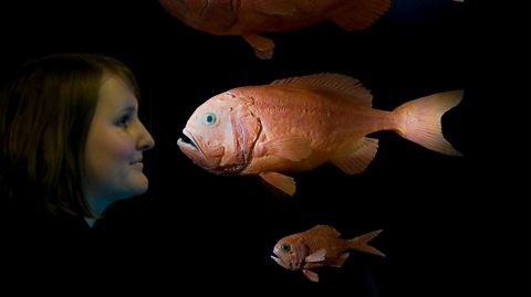 A museum employee looks at models of Orange Roughy fishes at an exhibition in Germany. The woman has brown hair and the photo shows her right profile as she looks at three orange scaly fish, all of different sizes, on display against a black background
