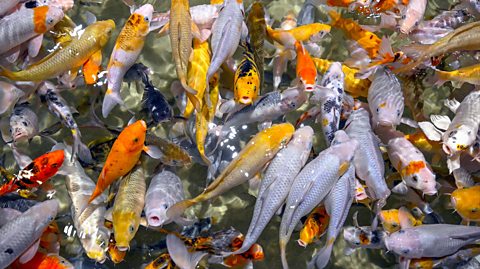 Koi fish swim in an aquarium in Kuwait. In the water, dozens of koi swim, all with different colour scales - some grey, others orange, more red or even yellow