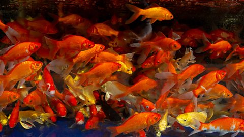 A vibrant school of goldfish swim in a tank. They are many orange in colour, but some have more yellow coloured scales