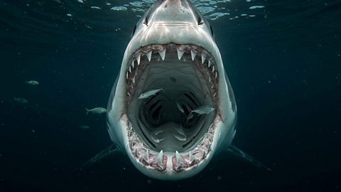 A great white shark with its mouth wide open.