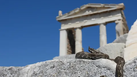 BIAS Photographic Archive/ Natural Environment and Climate Change Agency The Delos viper has made ancient sites in Greece its home (Credit: BIAS Photographic Archive/ Natural Environment and Climate Change Agency)
