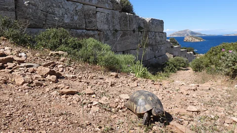 BIAS Photographic Archive/ Natural Environment and Climate Change Agency Reptiles, like this marginated tortoise, have been found across many Greek ruins (Credit: BIAS Photographic Archive/ Natural Environment and Climate Change Agency)