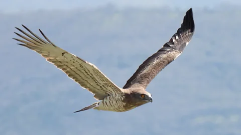 BIAS Photographic Archive/ Natural Environment and Climate Change Agency The short-toed snake eagle in flight (Credit: BIAS Photographic Archive/ Natural Environment and Climate Change Agency)