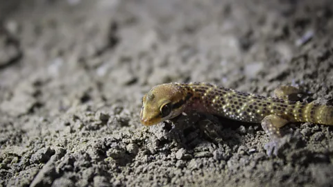 A dark gecko sits on bright leafy vegetation (Credit: Alejandra Arana)