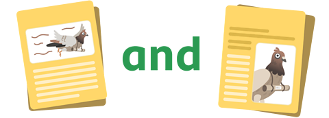 Two newspaper stories with pigeon pictures with the word 'and' between them.