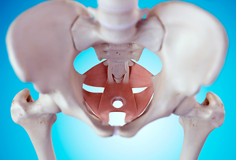 A model of the pelvic floor muscles within the pelvis in a skeleton.
