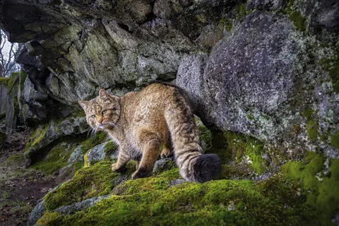 Vladimír Čech Jr A rare wildcat photographed in the Doupov mountains in the Czech Republic (Credit: Vladimír Čech Jr)