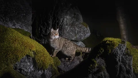 Vladimír Čech Jr A rare wildcat at night in the Doupov Mountains, Czech Republic (Credit: Vladimír Čech Jr)