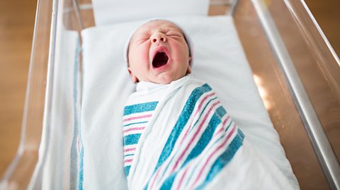 A one-day-old newborn infant yawns in its crib in the hospital.