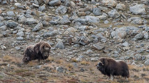 Two muskox - brown thicked coat furth mammals with small horns - stand on rocky land in Northeast Greenland National Park