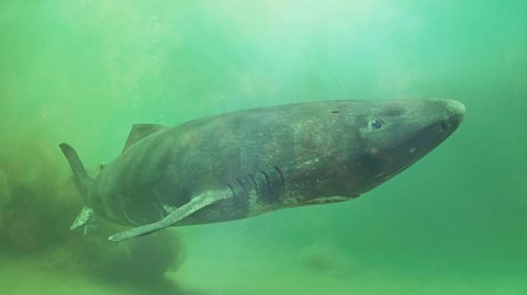 A Greenland shark swims in cold, green water. It is large, grey in colour with a rounded snout, small eyes and a cylindrical body