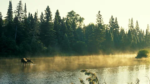 Alamy Isle Royale is made up of more than 450 islands in Lake Superior (Credit: Alamy)