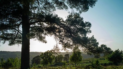 Ashdown Forest in East Sussex on a sunny day. The scene shows a large tree in the forefront, with a large field and more green trees out in the distance