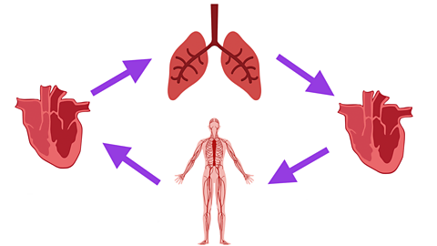 The circulatory system