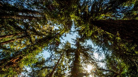 A view looking up at tall trees in a forest, with the sun shining through the branches