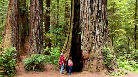 A man in jeans and a red top stands next to a woman in jeans and a pink jacket looking up the trunk of a huge Redwood tree in a forest