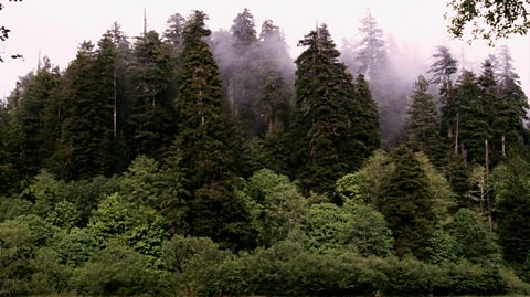 On a foggy day, the huge Redwood trees stand tall in Redwood National Park, surrounded by lighter green foliage and bushes