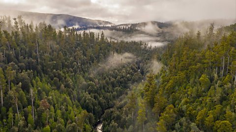 An aerial view of the tall trees in the Styx Valley of Tasmania, stretching back to mountains in the distance. The trees are different shades of green and mist overs a number of them in the distance