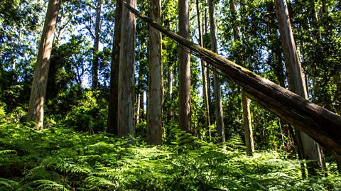 Tall and thin Eucolyptus trees stand in a forest surrounded by green plants on the ground. The trunks are light brown and at the forefront of the image, one has fallen and is leaning on another