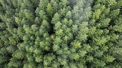 An aerial view showing the top of a forest of Douglas firs - green tall trees often used as Christmas trees