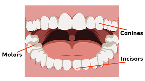Teeth diagram