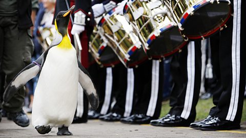 'Nils Olav' the penguin receives his knighthood from the Nowegian King's Guard at the Edinburgh Zoo. Lined up next to Nils Olav are guards in uniforms, playing drums as he walks along the line. Nils Olav is a small penguin, black with a white stomach and yellow on his neck and beak