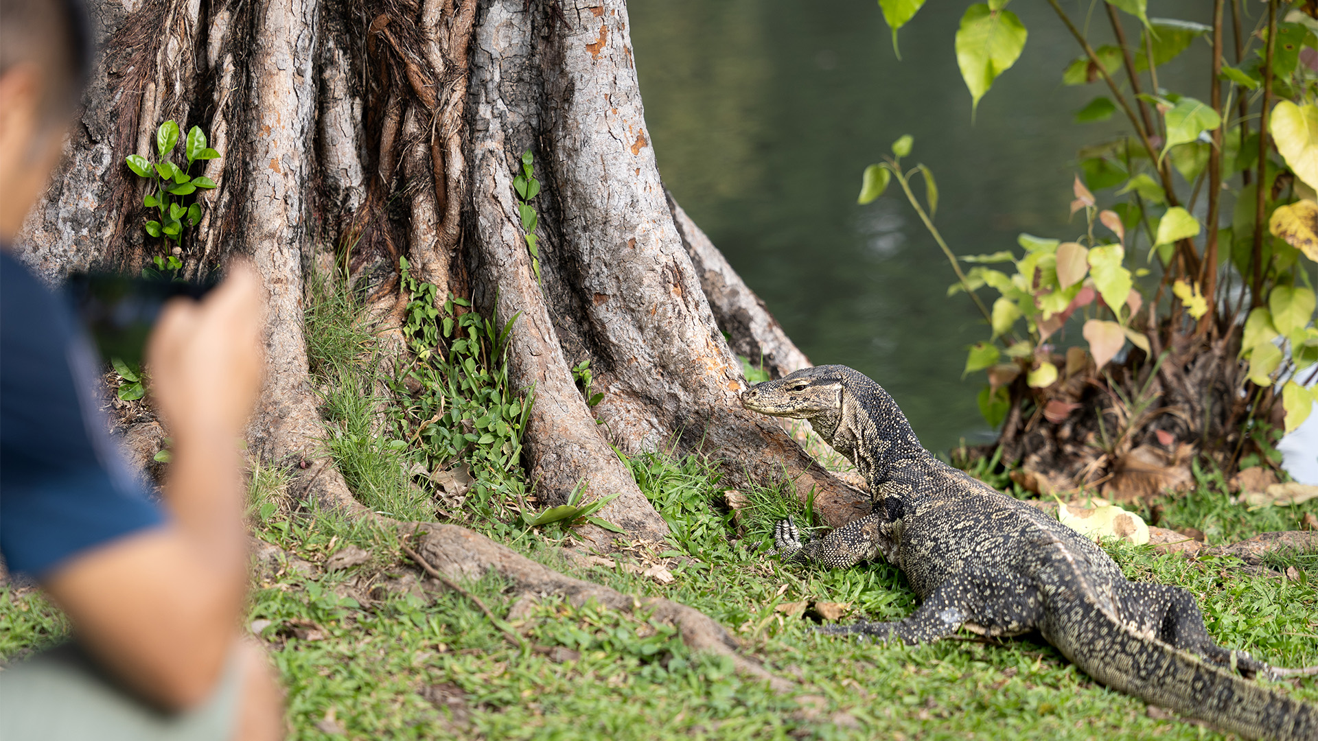 Mirja Vogel The reptiles are now among Bangkok's most unexpected urban attractions, drawing curious visitors alongside locals (Credit: Mirja Vogel)