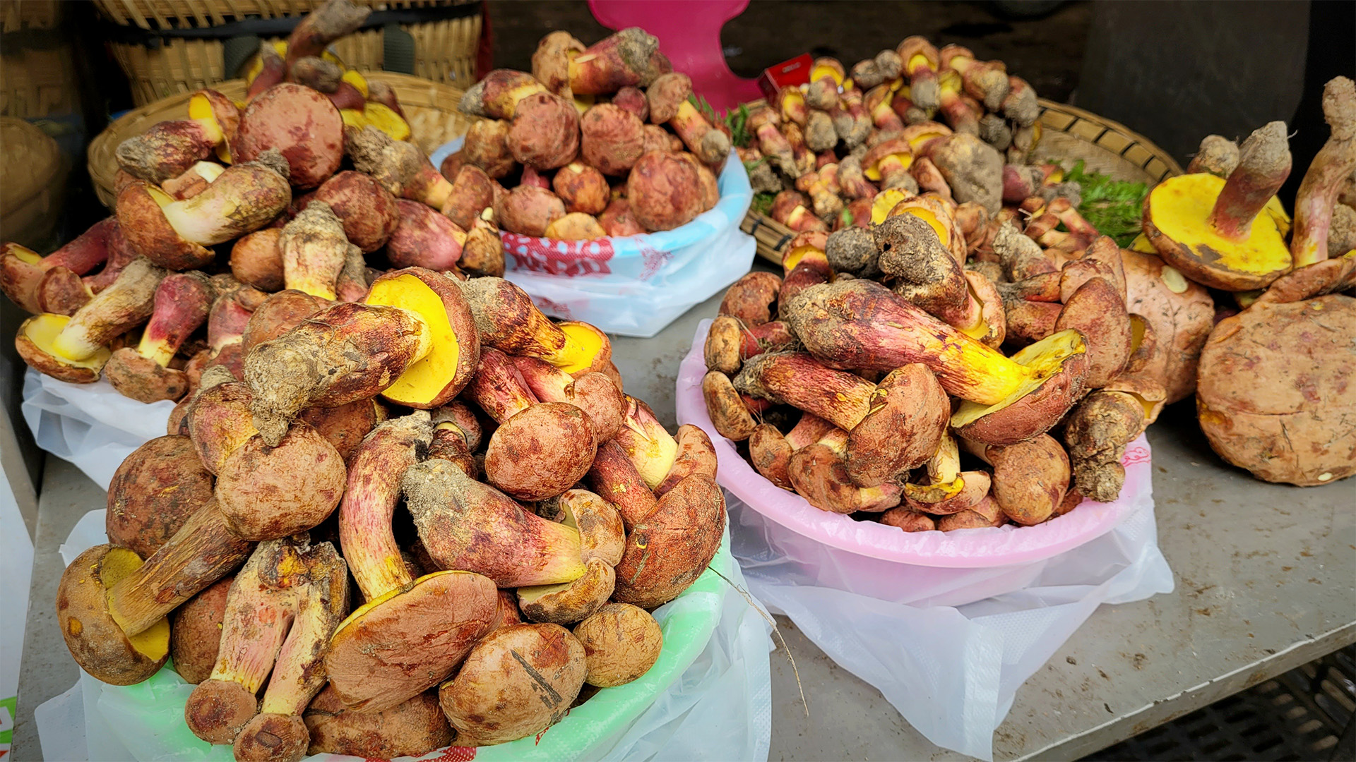 Colin Domnauer Bowls containing piles of brown mushrooms with bright yellow undersides (Credit: Colin Domnauer)