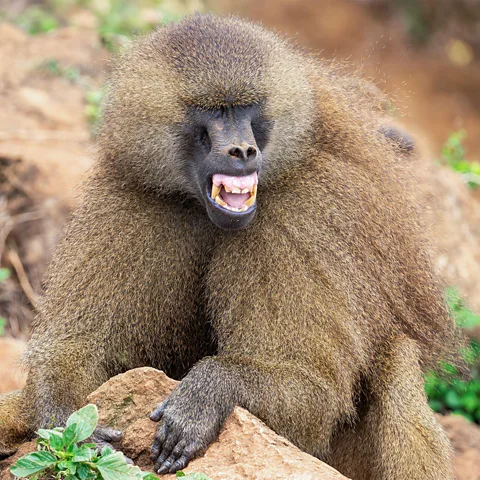 Alamy Baboons live in "dominance hierarchies" where the behaviour of a select few ultimately steers the entire group (Credit: Alamy)