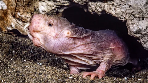 Getty Images In naked mole rat societies queens assert their dominance through aggressive behaviour (Credit: Getty Images)