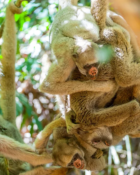 Alamy Tree-dwelling northern muriquis have been described as the most peaceful primate on Earth (Credit: Alamy)