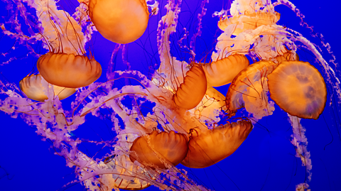 In dark blue water, a group of orange jellyfish swim and tangle together. Their heads are domed shaped and transparent orange and their tentacles are long and wired, whereas others are thick and crinkled 