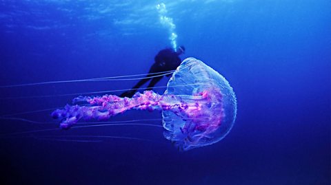 Underwater, the water is dark blue and gets lighter higher up as the sun beams onto it. A male scuba diver wearing a black diving suit and diving fins swims in the distance looking at a large, translucent and pink jellyfish in front of him. The jellyfish has a translucent domed head and long, pink tentacles with a pink crinkled texture