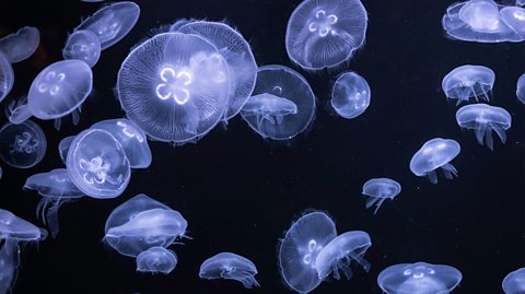 In dark waters, the moon jellyfish species gather. There are translucent and light blue, with domed heads resembling a mushroom and very small, thick tentacles