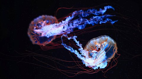 Two jellyfish swim side by side in the darkness. They are both illuminated, with bright colours of orange, dark blue and light blue. They have domed shaped heads and some thin long tentacles, as well as thick crinkled tentacles 