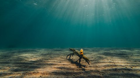 On the sand sea bed, sunlight beams down onto it and the water is light blue. Standing alone on the sea bed is a large orange crab, with a thick shell, pointed sharp arms and small legs