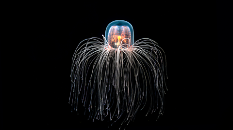 The Turritopsis dohrnii swims in the darkness. The jellyfish is illuminated, its domed head producing vibrant colours of dark blue, yellow and orange. It has many tentacles, which are all thin, wired like strands