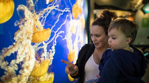 Lion's mane jellyfish swim inside an aquarium tank. The are bright yellow with domed heads and thick crinkled tentacles, all interweaved within one another. A mum with brown hair in a bun hairstyle, wearing a white top and black cardigan, holds her toddler son, who has short brown hair and wears a blue hoody, and points at the jellyfish
