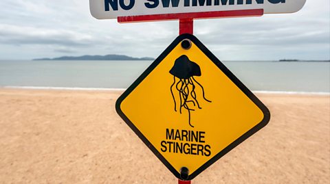 A warning post on a beach. The weather is cloudy and the beach has clear sand and water in the distance. The signage is white at the top with black text reading (NO SWIMMING) an beneath is a yellow sign in the shape of a diamond, outlined in black with a black illustration of a jellyfish. The jellyfish has a domed head and thin black tentacles. The text beneath the illustration reads "MARINE STINGERS"