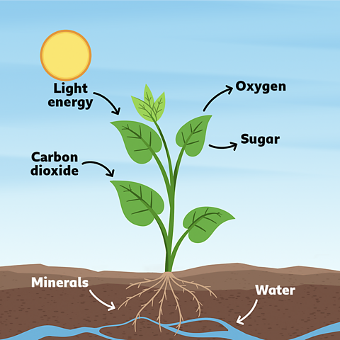 Photosynthesis diagram
