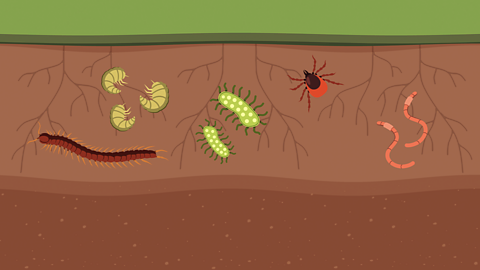 Organic matter in soil