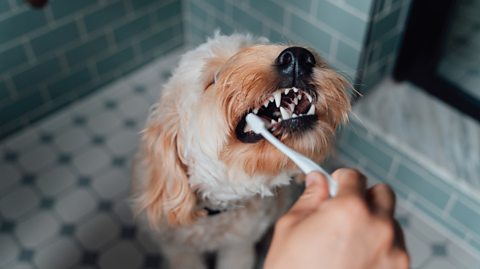 Close-up shot of someone brushing their dog's teeth
