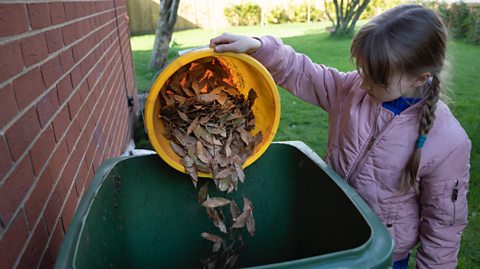 Young girl empties autumn leaves into a green wheelie bin from a yellow bucket
