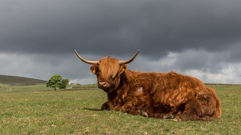 A highland cow lying on the grass with dark rain clouds overhead