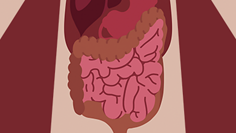 Small intestine
